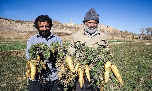 برداشت ۲۵۰۰ تن زردک ایرانی از دشت‌های خرانق اردکان آغاز شد؛ راز موفقیت کشاورزان چیست؟