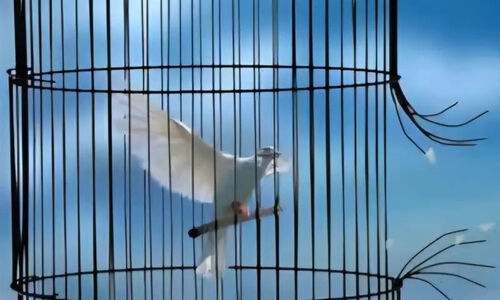 پویش بزرگ «به کرامت فاطمی، گذشت علوی می‌بخشم» در یزد؛ فرصتی برای تغییر سرنوشت زندگی‌ها