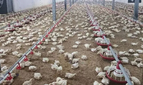 رکوردشکنی جوجه‌ریزی در مرغداری‌های لرستان؛ جهش ۱۵ درصدی در یک ماه!