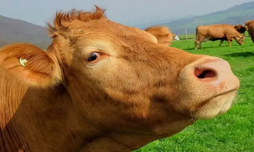 مدیرکل دامپزشکی همدان: تب برفکی در استان به اپیدمی تبدیل نشد!