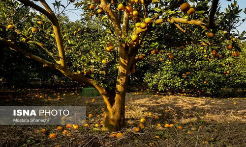 زنجان چگونه با ارقام کم‌آب‌بر، باغاتش را نجات می‌دهد؟
