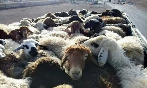 توقیف خودرو حامل ۳۶ رأس دام قاچاق؛ رونمایی از بار میلیاردی در ایست و بازرسی خمیر