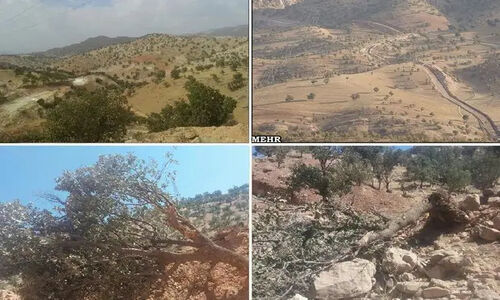 دستگیری عامل قطع غیرمجاز درختان بلوط جنگل‌های پلنگ‌خیل بهشهر؛ یگان حفاظت وارد عمل شد