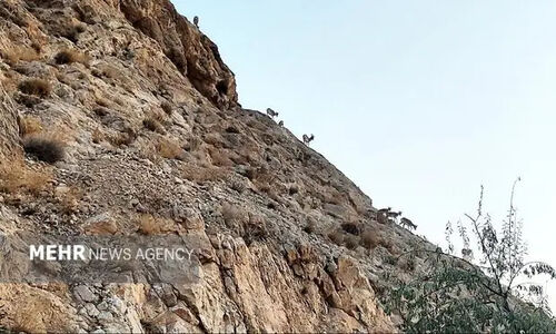هشدار جدی درباره تبعات وحشتناک رهاسازی پسماند در حاشیه شهرهای سمنان!