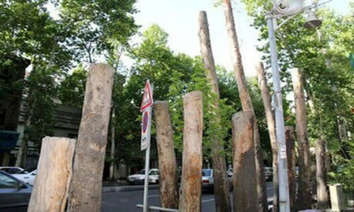 قطع درختان تهران با رشدی حیرت‌انگیز؛ عوارض ۳ هزار میلیاردی در سه سال!