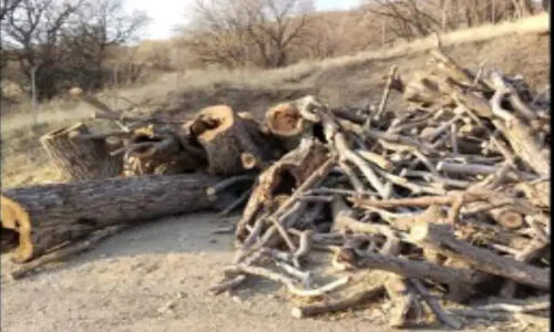 کشف حیرت‌انگیز ۵ تن چوب قاچاق در محورهای سنقروکلیایی توسط پلیس