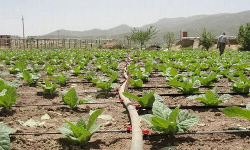 تحول شگفت‌انگیز ایلام؛ وقتی سنت با فناوری در کشت پیوند می‌خورد!