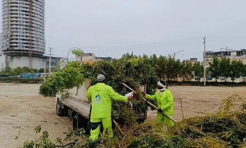 طوفان سهمگین قشم چقدر به فضای سبز خسارت زد؟ گزارش تکان‌دهنده از نابودی هزاران درخت و بوته!