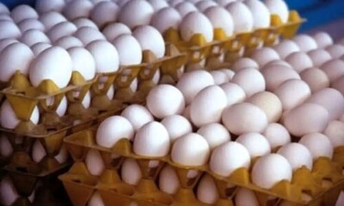 قیمت جدید تخم‌مرغ اعلام شد؛ آیا عرضه در بازار به مشکل می‌خورد؟