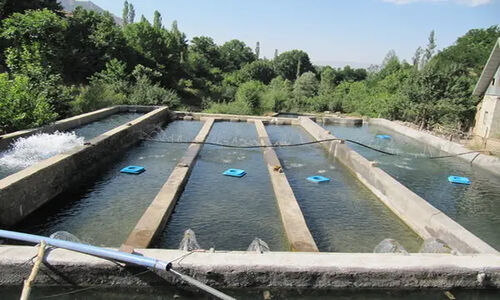 کپورهای «نسل اول»؛ رمز طلایی ورود ایران به بازار جهانی ماهیان گرم‌آبی!
