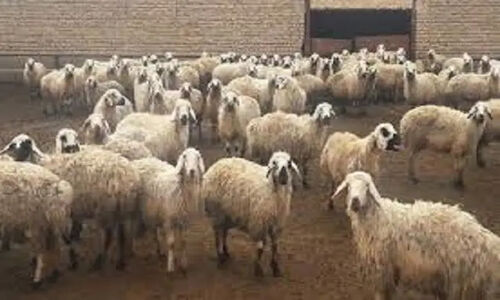 تهدید خاموش نژادهای بومی؛ آمیخته‌گری بی‌ضابطه دام‌ها چه پیامدهایی دارد؟