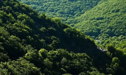 ضرورت مهار جست‌زایی در جنگل‌های ارسباران