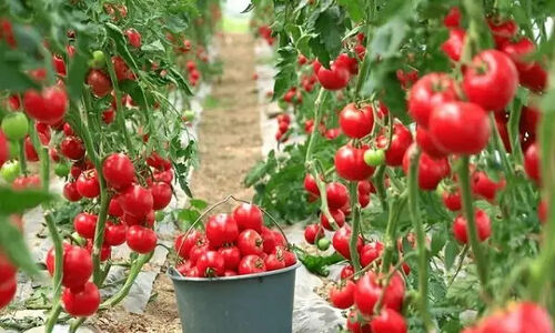 مدل نوآورانه‌ای که مصرف گاز در شهرک‌های گلخانه‌ای را به شکل چشمگیری کاهش می‌دهد!