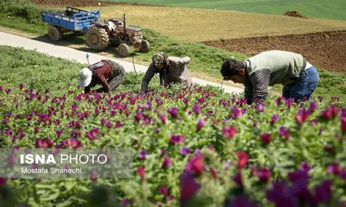 کشت بی‌سابقه ۴۶۰ هکتار گیاه دارویی در مزارع آبی خراسان شمالی؛ جهش تولید در راه است!