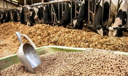 چگونه تبدیل نهاده‌های خام به کنسانتره، نفس دامداران خراسان شمالی را تازه کرد؟