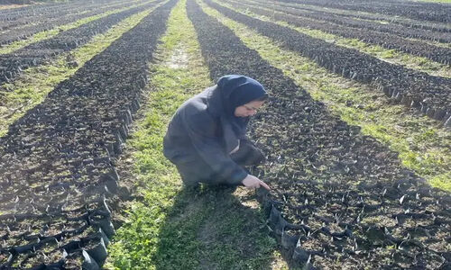 گلستان چگونه در مسیر اجرای طرح مردمی کاشت یک میلیارد درخت پیشتاز شد؟