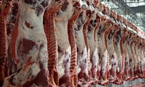شوک قیمت‌ها در میادین میوه؛ گوشت گوسفندی ۲۵ درصد ارزان‌تر از سطح شهر!
