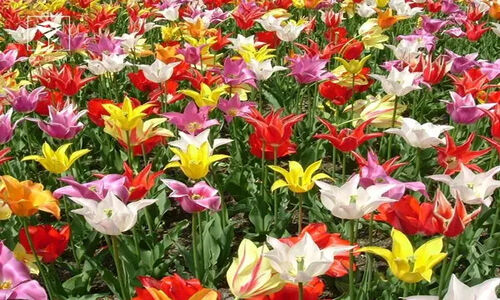 گیاهان آپارتمانی مقاوم در برابر سرما / عکس