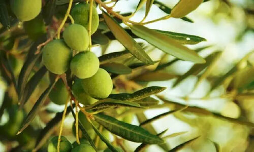 زیتون خراسان جنوبی در مسیر اصلاح الگوی تولید با تکیه بر محصول سالم