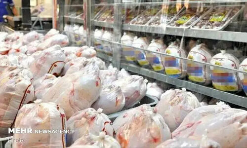 آذربایجان غربی قطب تولید گوشت مرغ؛ ۶۶ میلیون قطعه جوجه ریزی انجام شد