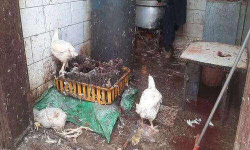 تشدید برخورد با کشتار غیرمجاز مرغ در سیستان و بلوچستان