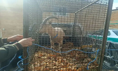 کشف و ضبط یک رأس کل وحشی در بازرسی از یک کارواش در ایلام