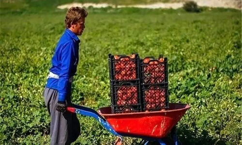 خلاقیت کشاورز تبریزی در آبیاری ابتکاری در زمان بی آبی شاهکاریه در نوع خودش/ هنر نزد ایرانیان است و بس!