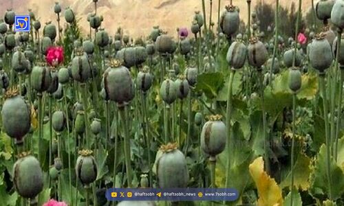 کشت مخدر داخل کشور؛ مسئولان درگیر بررسی، سودجویان مشغول برداشت!
